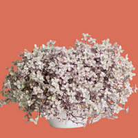 Tradescentia with white and green leaves in a pot on a terracotta background by House of Agave.