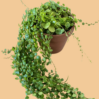A potted trailing green plant with round variegated leaves draped over a terracotta-colored plastic pot, set against a solid light beige background.
