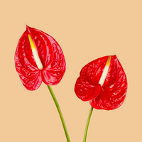 Two bright red anthurium flowers with green stems and pale yellow spadix on a light blue background.