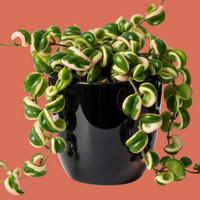 Hoya Variegated Rope Plant in a black pot on a terracotta background from House of Agave.
