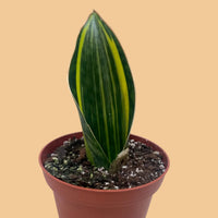 Potted Shark Fin Snake Plant with green and yellow leaves on a plain surface.