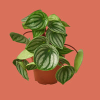 Potted Watermelon Peperomia plant with green leaves on a terracotta background by House of Agave.