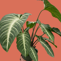 Hand holding a potted Xanthosoma Lendenii plant with large green leaves by House of Agave.