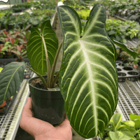 Hand holding a potted Xanthosoma lendenii plant with large green leaves in a greenhouse setting