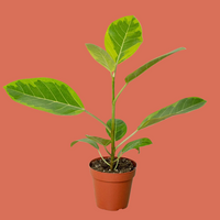 Potted Ficas plant with green leaves on a plain background.