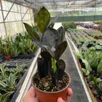 Small potted zz raven plant held in a greenhouse setting with other plants in the background at House of Agave.