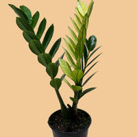 Potted ZZ Chameleon plant with green leaves on a plain surface and background.