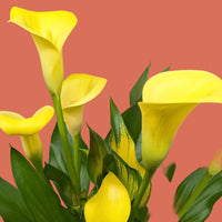 Bouquet of yellow calla lilies on a terra cotta background from House of Agave.