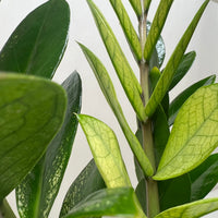 Close-up of a ZZ Chameleon plant with green leaves on a white background.
