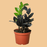 Potted zz raven plant on a peach background by House Of Agave.