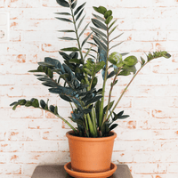 Potted ZZ Raven plant on a white brick wall background.