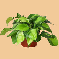 Potted green plant on a green background from House of Agave.