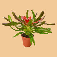 Potted plant with red flower on a white background