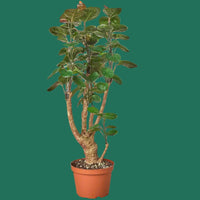 Potted plant in a greenhouse setting