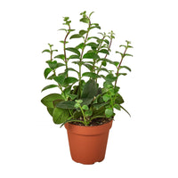 Potted plant with green leaves on a white background