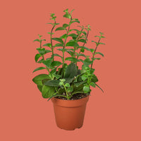 Potted Lipstick plant with green leaves on a white background