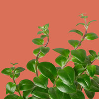 Leaves of a green Lipstick plant.