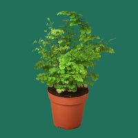 Potted green plant on a white background