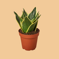 Sanseveria, Snake Plant Black Gold