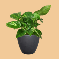 Potted Golden Pothos plant with green leaves in a black pot on a peach background,