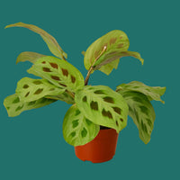 Potted green Maranta leuconeura plant with spotted leaves on a green background.