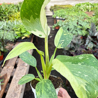 Hand holding a potted Philodendron Jose Buono plant with green leaves in a garden setting.