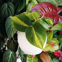 Philodendron Bundle - Set of Two