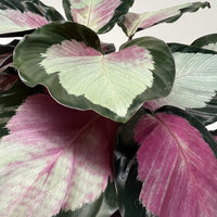 Variegated leaf plant with pink and green leaves on a plain background