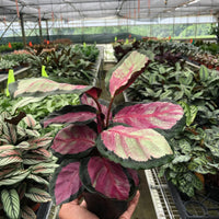 Hand holding a potted plant with pink and green leaves in a greenhouse setting.