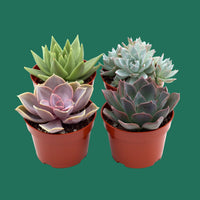Four potted rosette succulents on a green background.