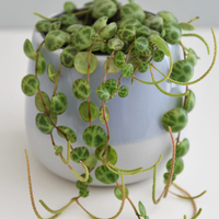 Peperomia prostrata, String of Turtles