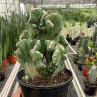 Hand holding a potted Coral cactus in a greenhouse setting.