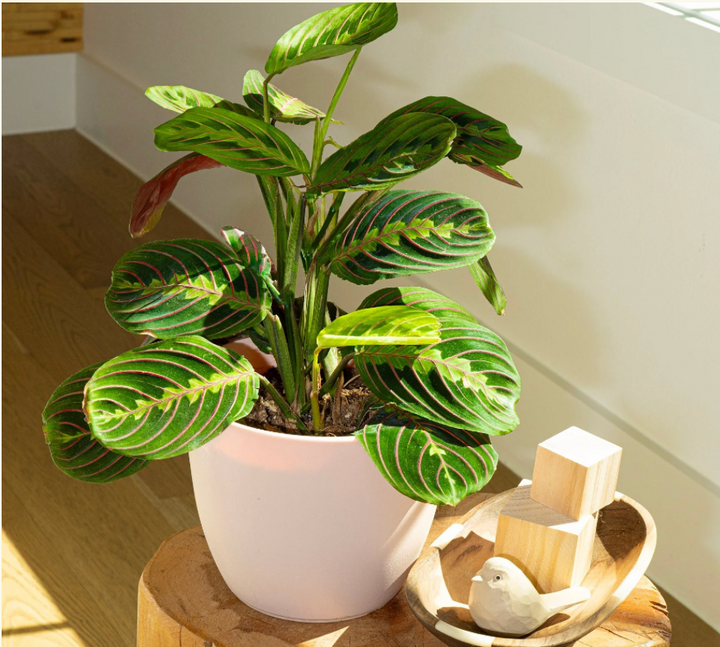 jade plant small Mini Jade 2 (With Soil, Plant & Pot)  Kumaun Plants