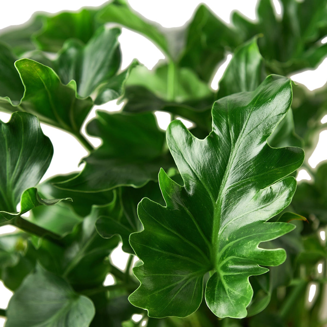 Close-up of green leaves with a blurred background