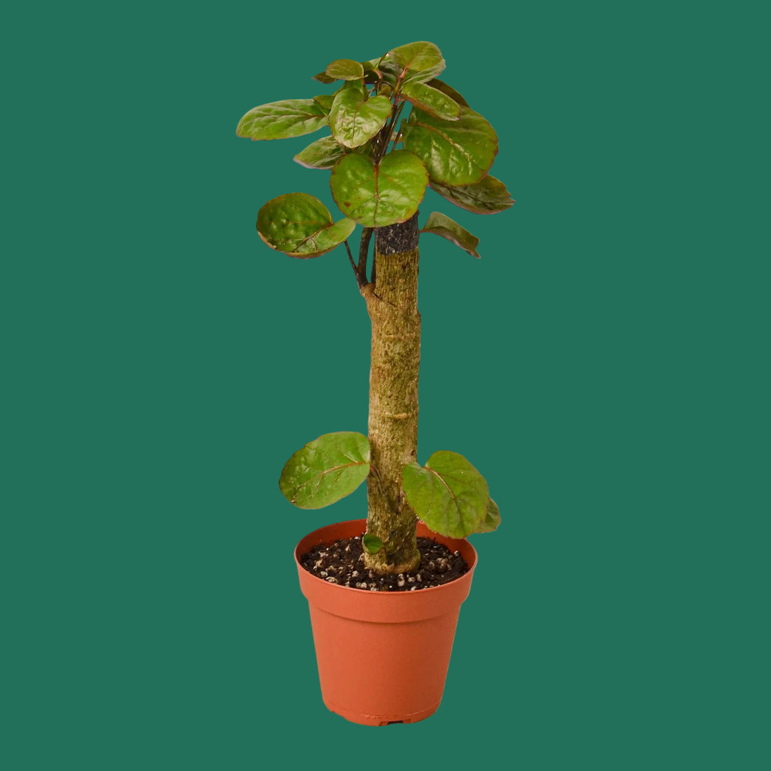 Potted plant with green leaves on a white background