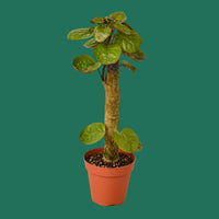 Potted plant with green leaves on a white background