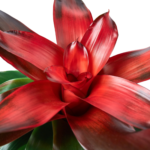 Close-up of a vibrant red bromeliad plant with a white background