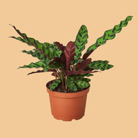 Potted plant with green and red leaves on a white background