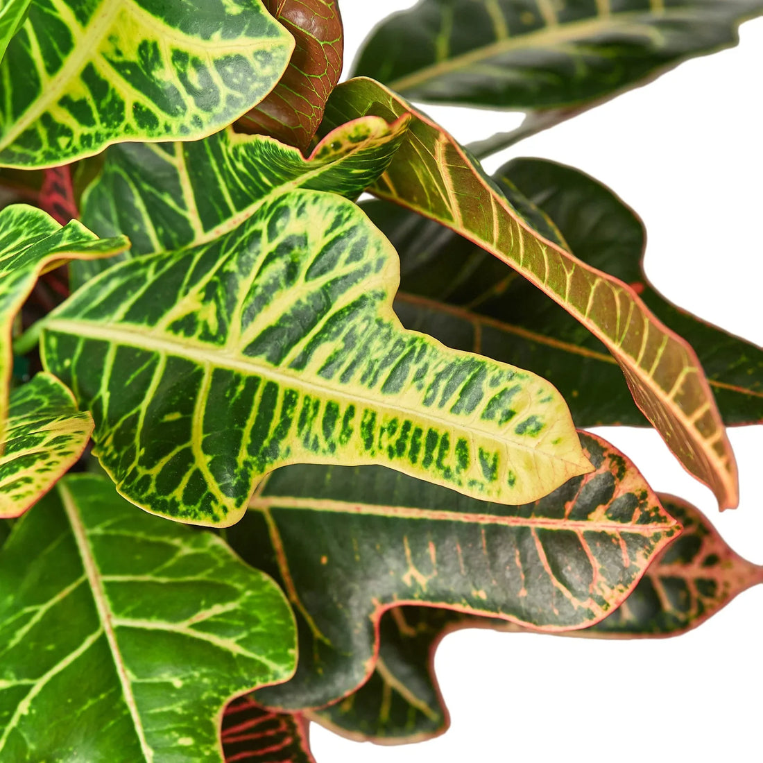 Air-Purifying Houseplants Bundle - 4 Pack