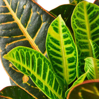 Croton Petra Joseph's Coat