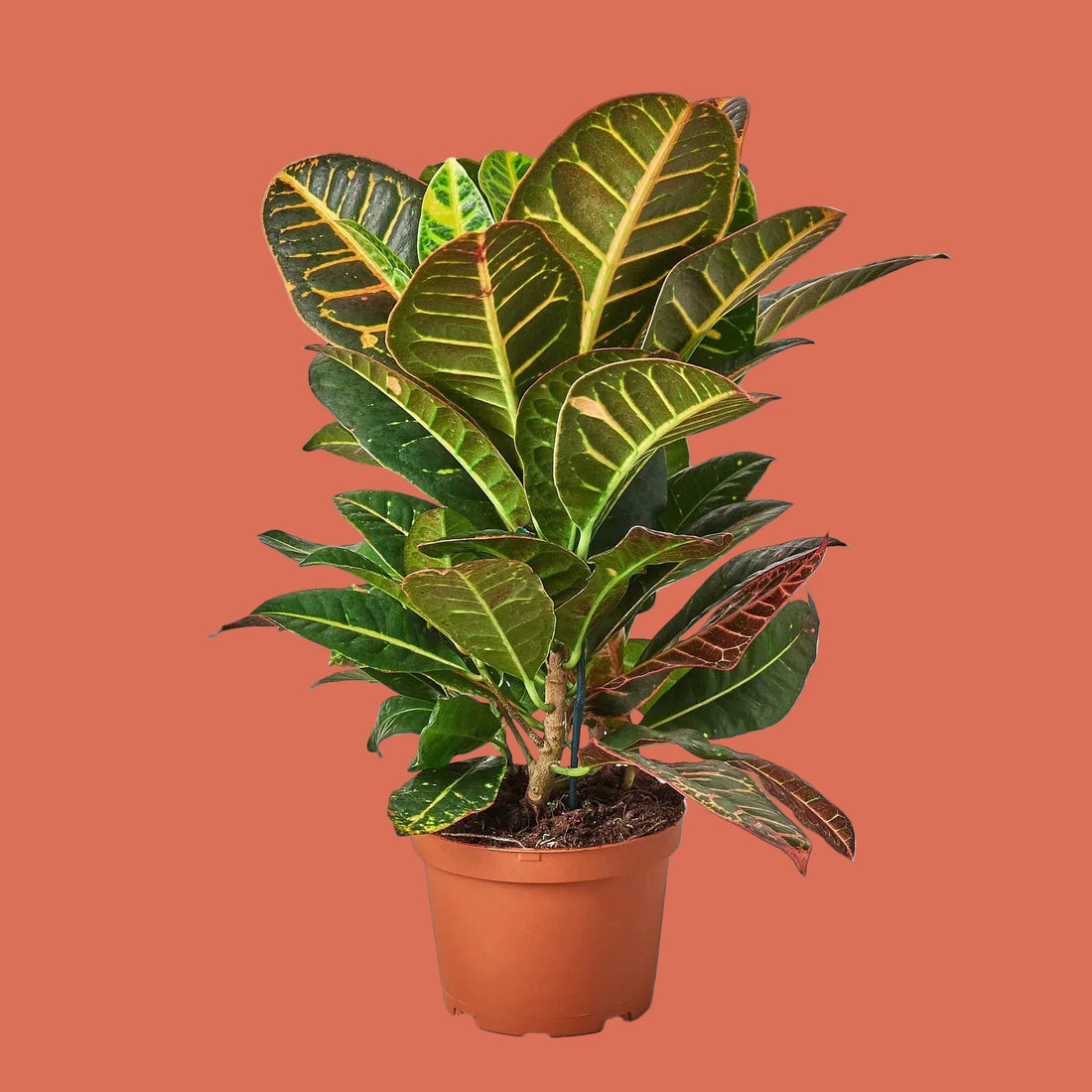 Potted Croton plant with green leaves on a terracotta background from House of Agave.