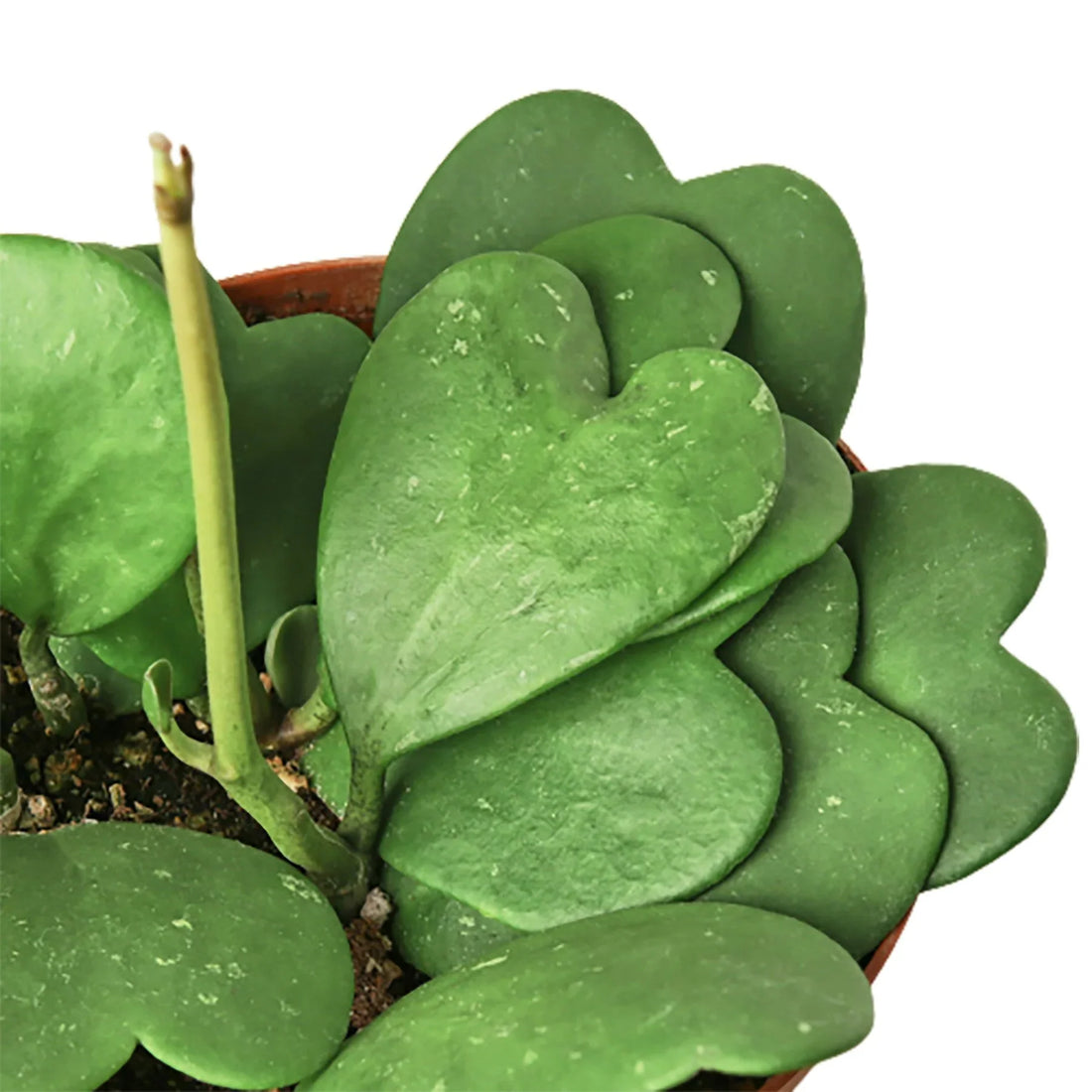 Heart-shaped green leaves of a Pilea plant in a pot on a white background