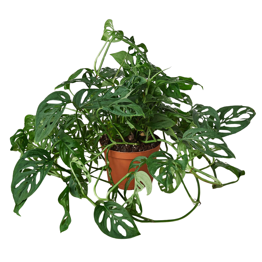 Potted green plant with heart-shaped Monstera Adonsonii leaves from House of Agave.