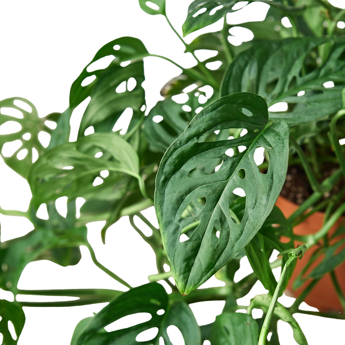 Close-up of a Monstera adonsonii plant with large green leaves from House of Agave.