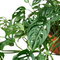 Close-up of a Monstera adonsonii plant with large green leaves from House of Agave.