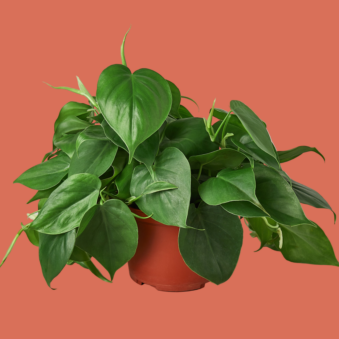 Potted green plant on a terracotta background by House of Agave.