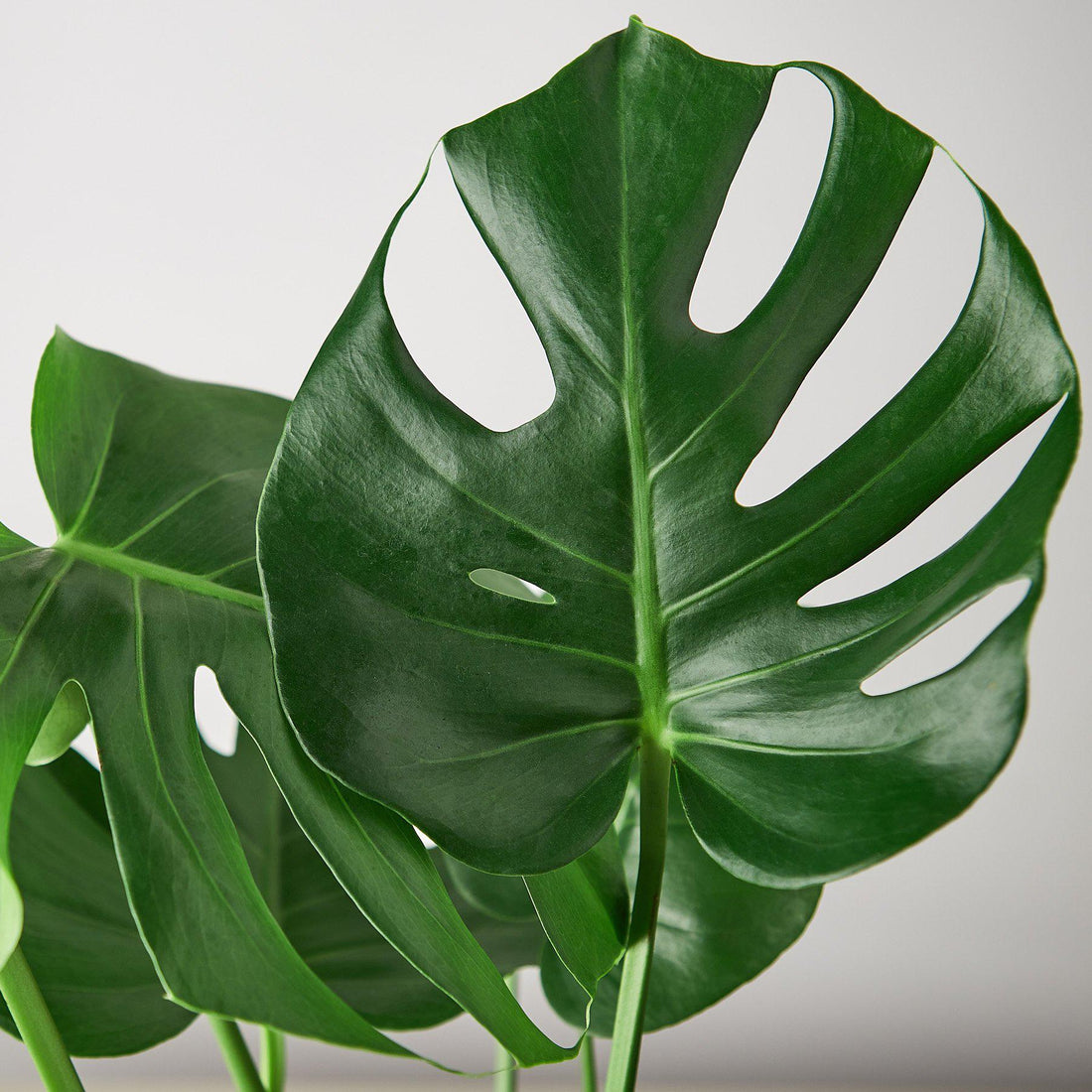 Philodendron Monstera &