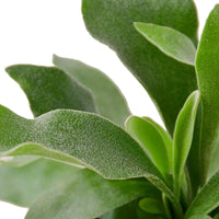Close-up of green leaves on a white background