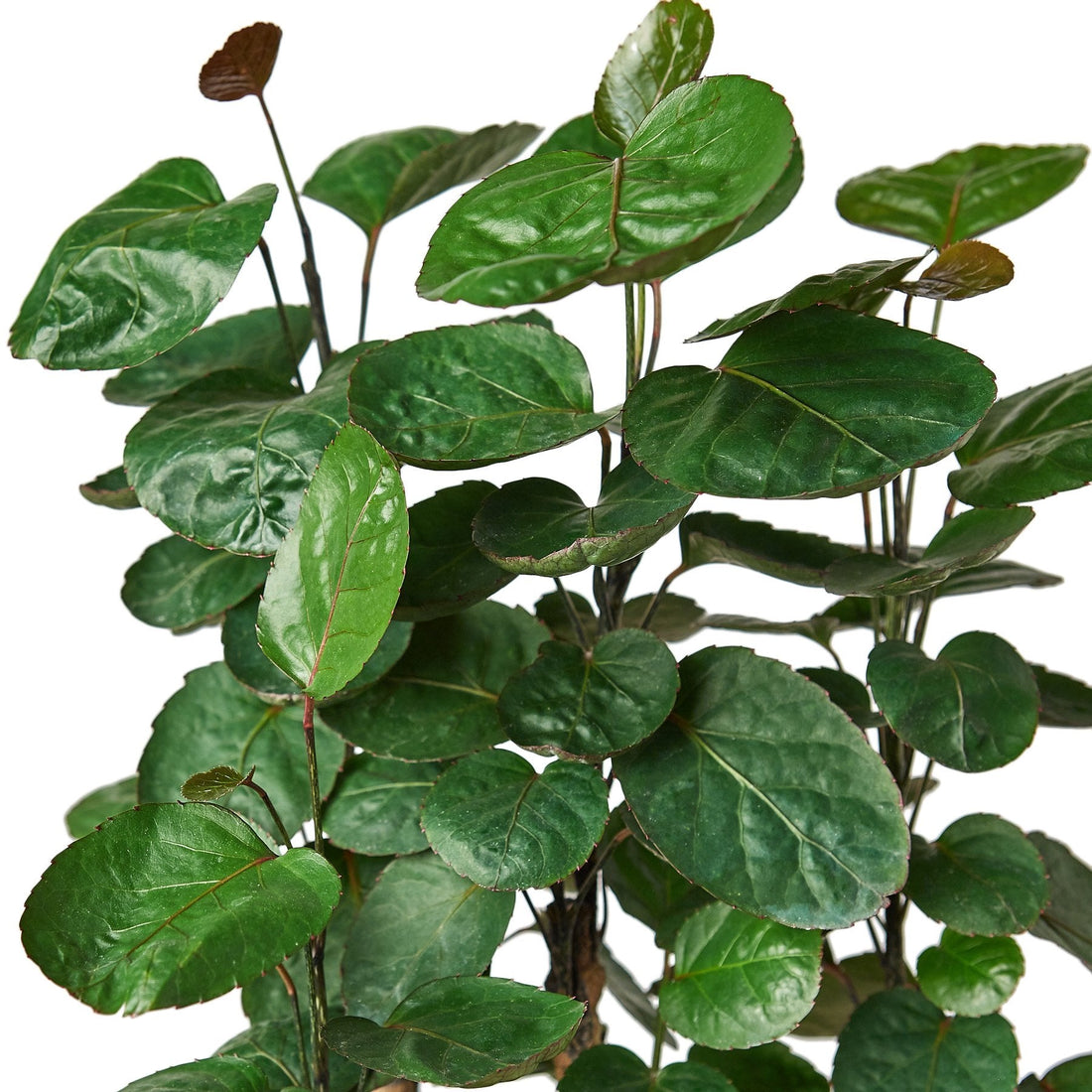 Polyscias scutellaria, Fabian Stump