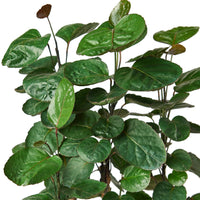 Polyscias scutellaria, Fabian Stump